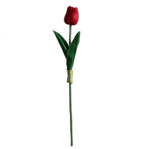 Tulipan