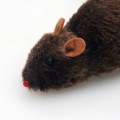 mysz1.jpg